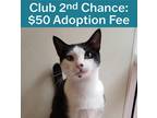 Adopt Prince a Domestic Shorthair / Mixed cat in Dublin, CA (38496154)