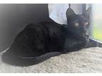 Adopt Oscar a All Black Domestic Shorthair / Mixed (short coat) cat in St.