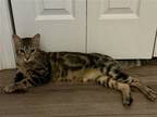 Adopt Simba a Domestic Mediumhair / Mixed cat in Panama City, FL (38497842)