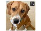 Adopt Jerry Jeff (JJ) a Tan/Yellow/Fawn Mixed Breed (Medium) dog in Greenbelt