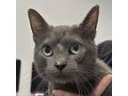 Adopt Storm a Domestic Short Hair