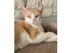 Adopt Celeste(& Grif) a Domestic Shorthair / Mixed cat in Penticton