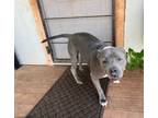 Adopt Kane a American Staffordshire Terrier