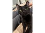 Adopt Atom a Domestic Short Hair