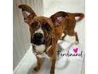 Adopt Ferdinand a Feist, Boxer