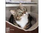 Adopt Christy Young a Brown or Chocolate Domestic Shorthair / Mixed cat in