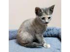 Adopt Wanda a Gray or Blue Domestic Shorthair / Mixed cat in Jefferson City