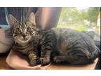 Adopt Gino a Brown Tabby Tabby (short coat) cat in Lincoln Park, NJ (38555428)