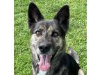 Adopt Lucy a Black Shepherd (Unknown Type) / Mixed dog in Wenatchee