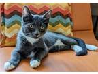 Adopt ATLAS - Would pair well with Luna (teen mom) a Gray or Blue (Mostly)