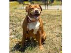 Adopt Pascale a Tan/Yellow/Fawn American Pit Bull Terrier / Mixed dog in