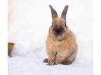 Adopt Mochachina a Copper Mini Rex / Mixed (short coat) rabbit in Culver City