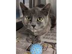 Adopt Maggy a Brown Tabby Domestic Shorthair (short coat) cat in Heathsville