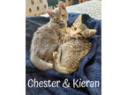 Adopt Chester a Gray or Blue Domestic Mediumhair / Domestic Shorthair / Mixed
