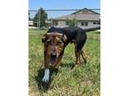 Adopt Sebastian a Black Foxhound / Miniature Pinscher / Mixed dog in Winfield