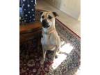 Adopt Sammie a Tan/Yellow/Fawn - with Black Black Mouth Cur / Pug / Mixed dog in