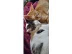 Adopt Ryu and Ren a White (Mostly) American Shorthair / Mixed (short coat) cat