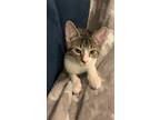 Adopt Howard a Domestic Shorthair / Mixed (short coat) cat in Lawrenceville