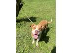 Adopt Katherine a Red/Golden/Orange/Chestnut - with White Pit Bull Terrier /