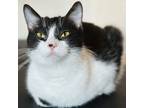 Adopt Peter Parker a Domestic Short Hair