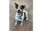 Adopt Wiley a Jack Russell Terrier