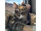 Adopt Begonia a Brown or Chocolate Domestic Shorthair / Domestic Shorthair /