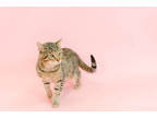 Adopt Bonsai a All Black Domestic Shorthair / Domestic Shorthair / Mixed cat in