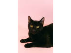 Adopt Sasuke a All Black Domestic Shorthair / Domestic Shorthair / Mixed cat in