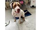 Adopt Cyrus a White - with Tan, Yellow or Fawn American Staffordshire Terrier /