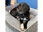 Adopt Fran a Black Foxhound / Foxhound / Mixed dog in Tracy City, TN (38336278)