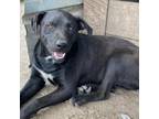 Adopt Eno a Black Labrador Retriever / Mixed dog in Tracy City, TN (38336275)