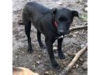 Adopt Max a Black Labrador Retriever / Anatolian Shepherd / Mixed dog in Tracy