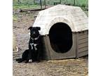 Adopt Maisy a Black Labrador Retriever / Anatolian Shepherd / Mixed dog in Tracy