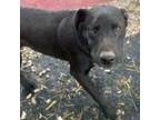 Adopt Lil Mac a Black Labrador Retriever / Anatolian Shepherd / Mixed dog in