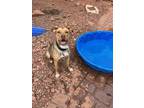 Adopt Bloom a Tan/Yellow/Fawn Labrador Retriever / Mixed dog in Sedona