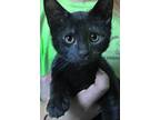 Adopt Frenchie a Black (Mostly) Domestic Shorthair (short coat) cat in Barnwell