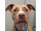 Adopt Pocohantas a Tan/Yellow/Fawn American Pit Bull Terrier / Mixed dog in