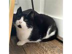Adopt Bebe a Black & White or Tuxedo Domestic Shorthair / Mixed cat in Brooklyn
