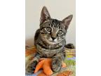 Adopt Tablet Tabby a Black (Mostly) Domestic Shorthair (short coat) cat in