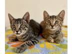 Adopt Taboo Tabby a Brown or Chocolate (Mostly) Domestic Shorthair (short coat)
