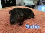 Adopt Baldr a Black Guinea Pig small animal in Phoenix, AZ (38489181)