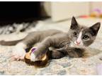Adopt Yum Yum a Gray or Blue (Mostly) Domestic Shorthair (short coat) cat in