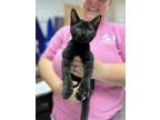Adopt Plankton a All Black Domestic Shorthair (short coat) cat in Sanford