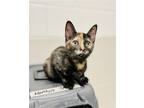 Adopt Oyster a Tortoiseshell Domestic Shorthair (short coat) cat in Sanford