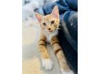 Adopt Mandarian a Orange or Red Tabby Domestic Shorthair (short coat) cat in