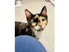 Adopt Coral a Calico or Dilute Calico Calico (short coat) cat in Sanford