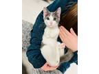 Adopt Chipotle a Gray or Blue (Mostly) Domestic Shorthair (short coat) cat in