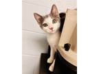 Adopt Carolina Reaper a Gray or Blue Domestic Mediumhair (medium coat) cat in