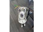 Adopt Pedro a Great Dane, Catahoula Leopard Dog