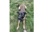 Adopt Joop a Belgian Shepherd / Malinois